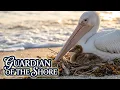 Giants of the Coast The Untold Story of the Pelican