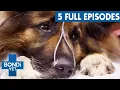 Bondi Vet Season 9 Marathon Full Episodes