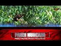 Download Lagu Panen Muncang Adu Pedang