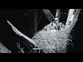 Decorah North Nest Fierce fight with intruder early morning explore org 2-19-2026