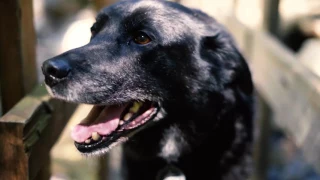 Ancient Forest – Pushing North 104