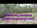 Download Lagu Anjing hebat pemburu rusa!