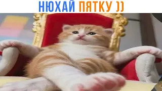 ЦАРЬ-КОТ ))) Приколы | Мемозг 1786