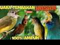 Download Lagu Guru vocal #murai batu tembakan kasar 2022