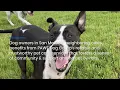 Pets Residing in San Mateo Can Take Advantage of the Dog Walking Services Offered by PAWS Dog Camp