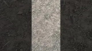 3 of 3 30 cheap ATV drag to cover food plot seed 3of 3