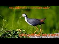 Download Lagu Tiếng chim quốc mái mồi hiệu quả cho anh em đi bẫy dài 20 phút, có file mp3 cho ae cần