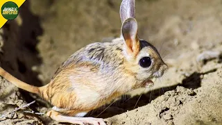 Jerboa Tiny Desert Hoppers Surviving With Extreme Agility