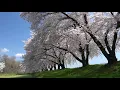 Download Lagu SPRING - Sergey Grischuk🌸