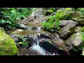 Download Lagu Beautiful Forest Stream and Sweet Bird Songs, Symphony of Nature, Forest Sounds for Relaxing