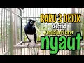 Download Lagu SUARA BURUNG kacer gacor NGEPLONG TARUNG ini paling AMPUH buat PANCINGAN KACER agar EMOSI
