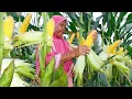 Download Lagu Cara Menanam Jagung Manis Agar Berbuah Besar dan Berat, Panduan Lengkap