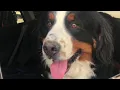 Search for missing dog in Bozeman takes social media by storm
