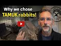 Why We Chose TAMUK Rabbits A Heat-Tolerant Breed for Small Farms Homesteads
