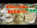 How to Make Fruit Fly Cultures