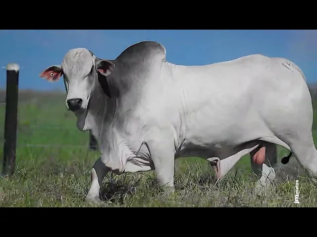 Touro Nelore GLMP - 1545