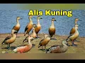 Download Lagu BARU...!!! Suara Pikat burung belibis sawah ALIS KUNING suara ramai dan bersih