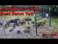 37 Hogs in 1 Trap JagerPro Wild Hog Trapping