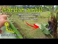 Lagu [Episod754] tetamu datang ambil daun pisang di kebun abah. ambillah banyak mana pun..