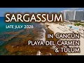 Sargassum Update Cancun Playa del Carmen Tulum Late July 2026 Drone 4K