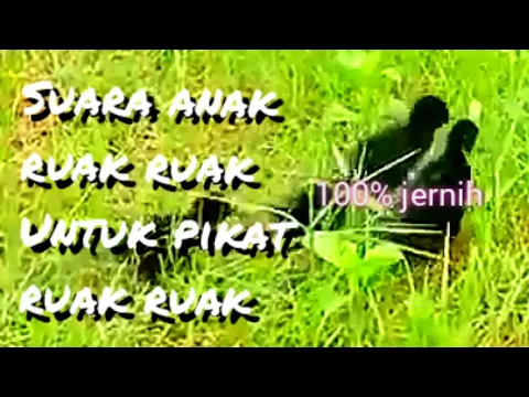 Download MP3 SUARA ANAK RUAK-RUAK CALL