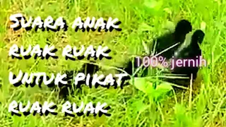suara anak ruak ruak call