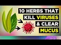 Download Lagu 10 kruiden voor gezonde longen om slijm en virussen te verwijderen