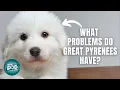 12 Things Only Great Pyrenees Dog Owners Understand