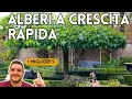 Lagu 5 ALBERI A CRESCITA VELOCE PER TRASFORMARE IL TUO GIARDINO