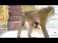 Download Lagu Jonas's monkey feeling bad about walking up and down