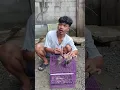 INDUK BURUNG MARAH