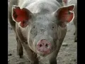 BABOY BY ENCHI (bisaya2013)