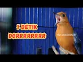 Download Lagu Anis Merah Gacor Merangsang Bunyi Dan Emosi || HW ANIS MERAH 