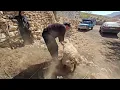 A cold day in the mountains with Iranian nomads & butchering and cooking in Zagros🔥 