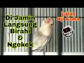 Download Lagu Lovebird Jantan Dan Betina Dijamin Langsung Birahi Ngekek Bantu Proses Jebol Birahi Emosi