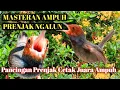 Download Lagu PRENJAK NGALUN AMPUH BUAT PANCINGAN PRENJAK MANAPUN