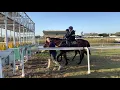 Yearlings going through the practise barriers Racehorses