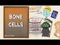 Bone Cells Bone Physiology Bone Remodelling Structure of Bone Human Histology
