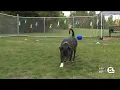 It s Adopt a Shelter Dog Month - you know what to do