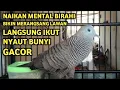 Perkutut Lokal Gacor Suara Super Kristal - Pancingan Malas Bunyi  (99%AMPUH BANGET)