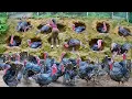 Download Lagu Harvesting Many Turkeys On The Farm, Use 3-Wheeled Truck Transport  Big Turkeys Go To Market Sell