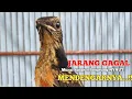 Download Lagu Pancingan murai trotol agar GACOR untuk terapi murai batu trotol belajar BUNYI NGPLONG 86