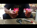 Download Lagu Cara Membantu Penyerbukan Bunga Kamboja (Hand Pollinasi).