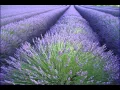 Download Lagu OST Lavender - Sin Fu Te Sun Cien
