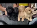 We Are Dogs - The Pet Shop