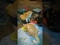 Download Lagu YoYo waiting☹️#cats #sad #shorts #kucingjalanan #catlover #sedekah #animals #hungry #cute #meow
