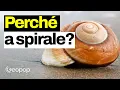 Download Lagu Perché le conchiglie hanno questa forma? La matematica della spirale