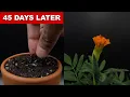 Download Lagu MARIGOLD Growing From Seed - 45 Days Time Lapse