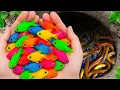 Download Lagu Awesome Catch Beautiful Aquarium Fish in Small Pond, Red Ear Koi, Halfmoon Guppy, Catfish, Angelfish