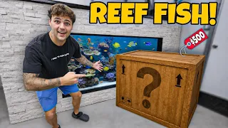 I got SURPRISED with NEW FISH for My Saltwater POND!! 